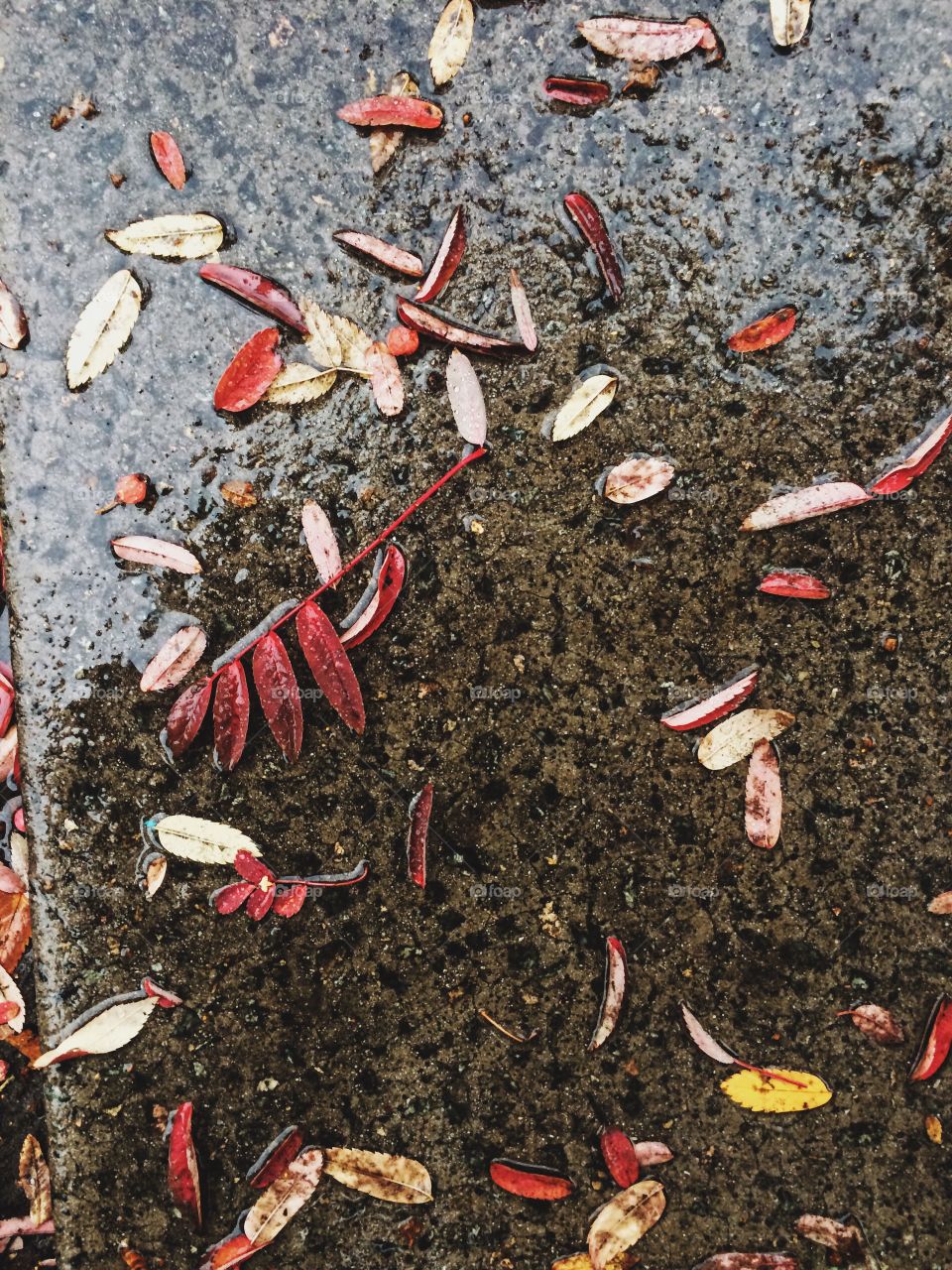 Autumn leaves on wet road