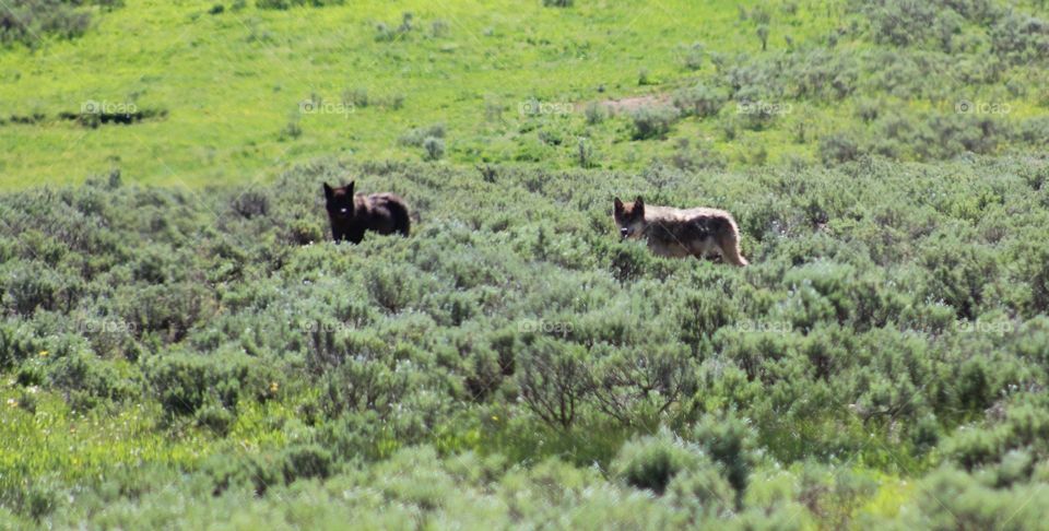 Wolf wolves Wolfpack wilderness outdoors hiking summer sage brush bush animal wild animals