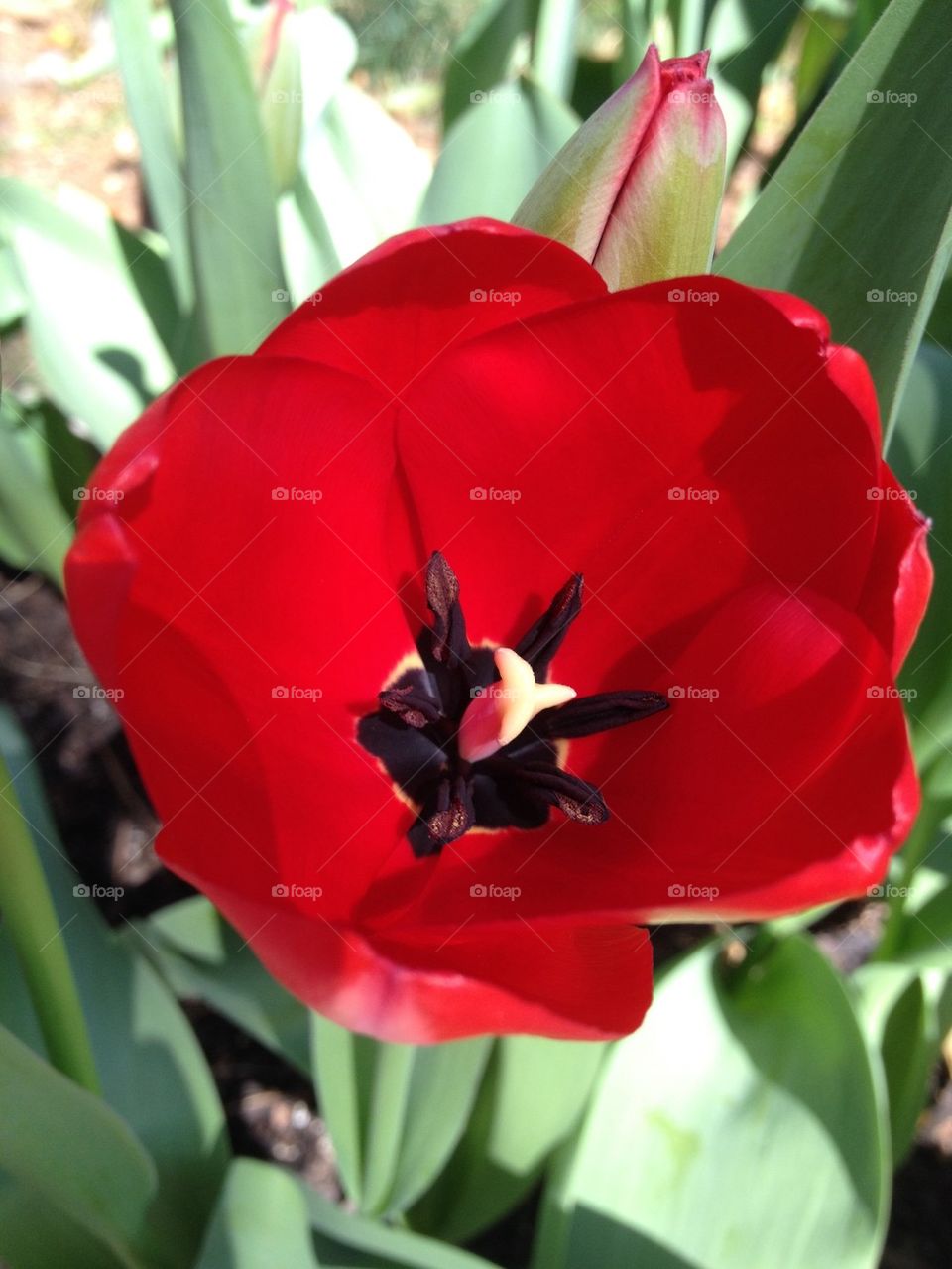 Tulip Touch