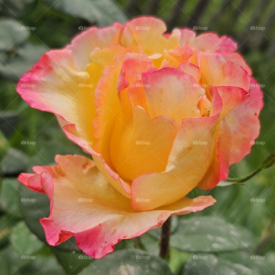 A Colorful Rose