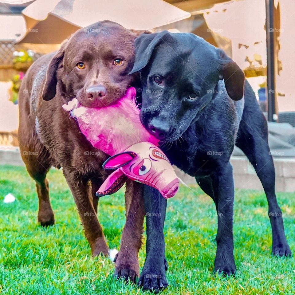 Two Labradors play side by side with stuffy toy 
