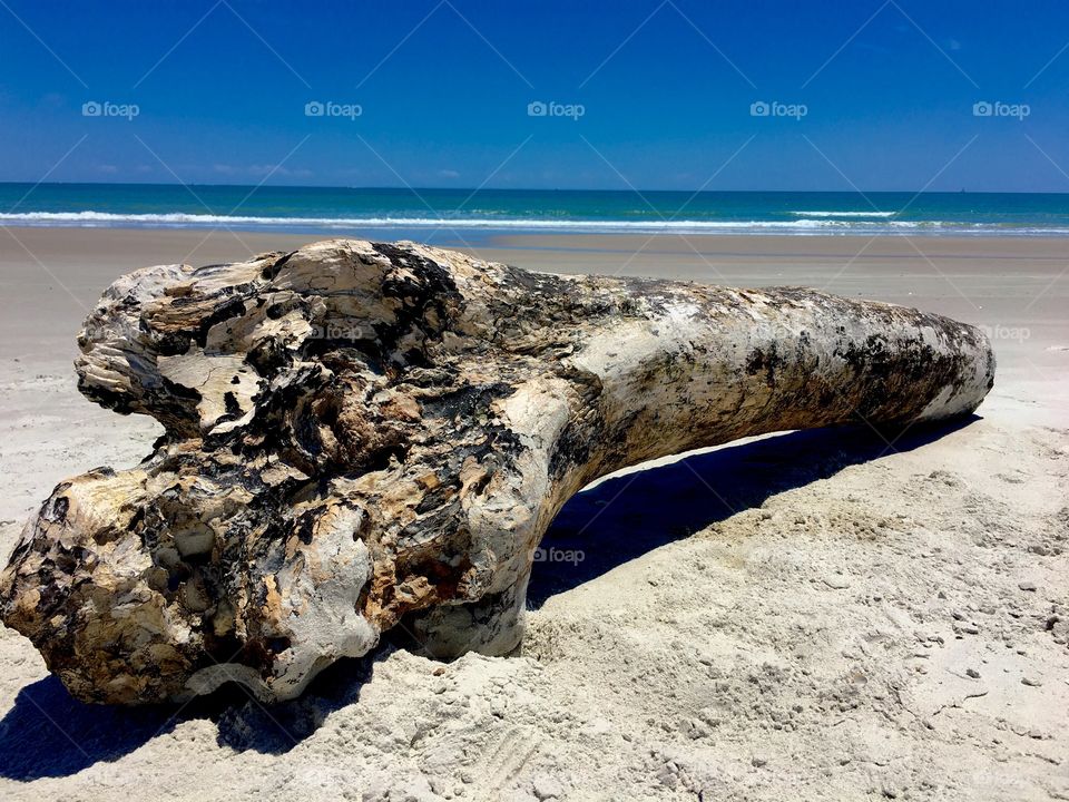 Driftwood at beach