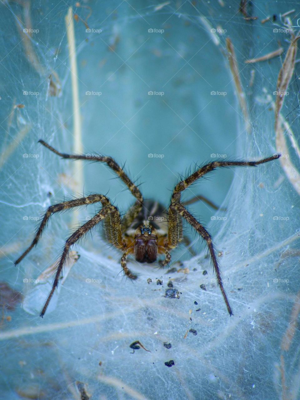 Barn funnel weaver (Tegenaria domestica) on it's web.