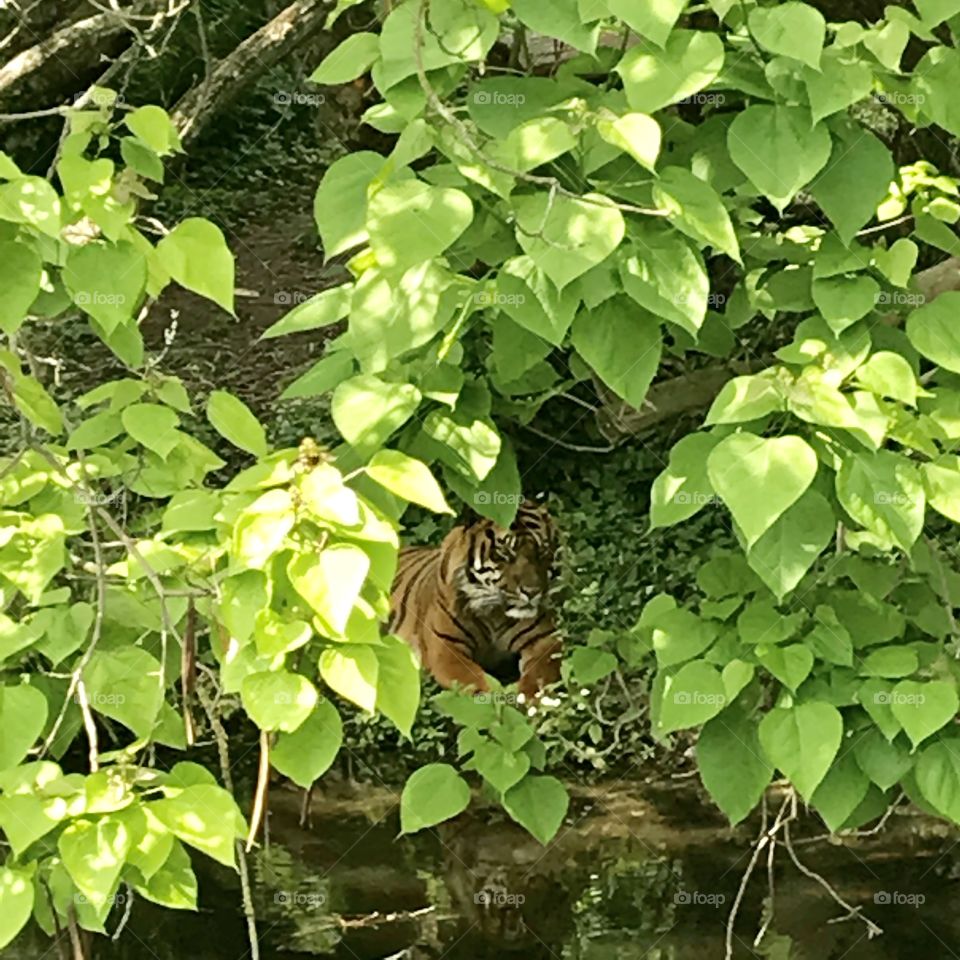 Tiger lounging