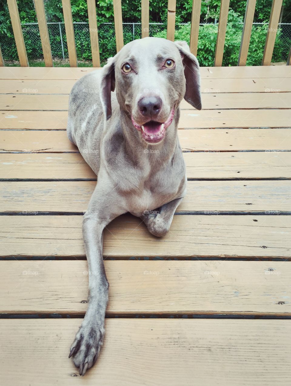 Weimaraner laying on deck