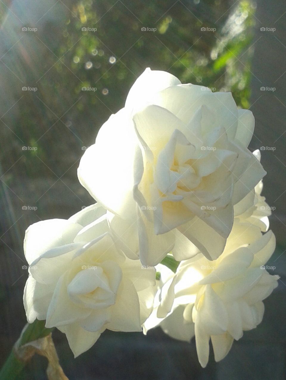 rays of beautiful sunshine lighting up these white beauties.