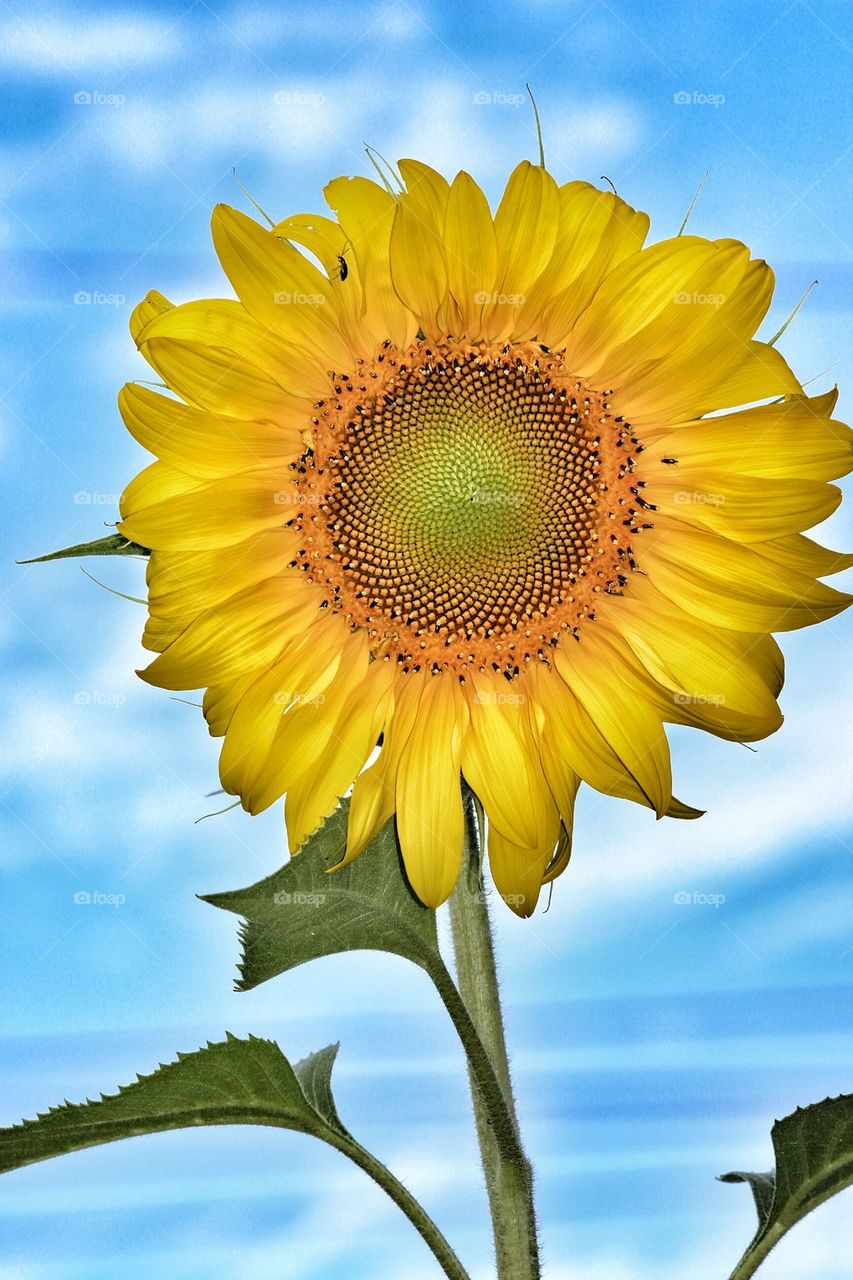Close-up of yellow sunflower