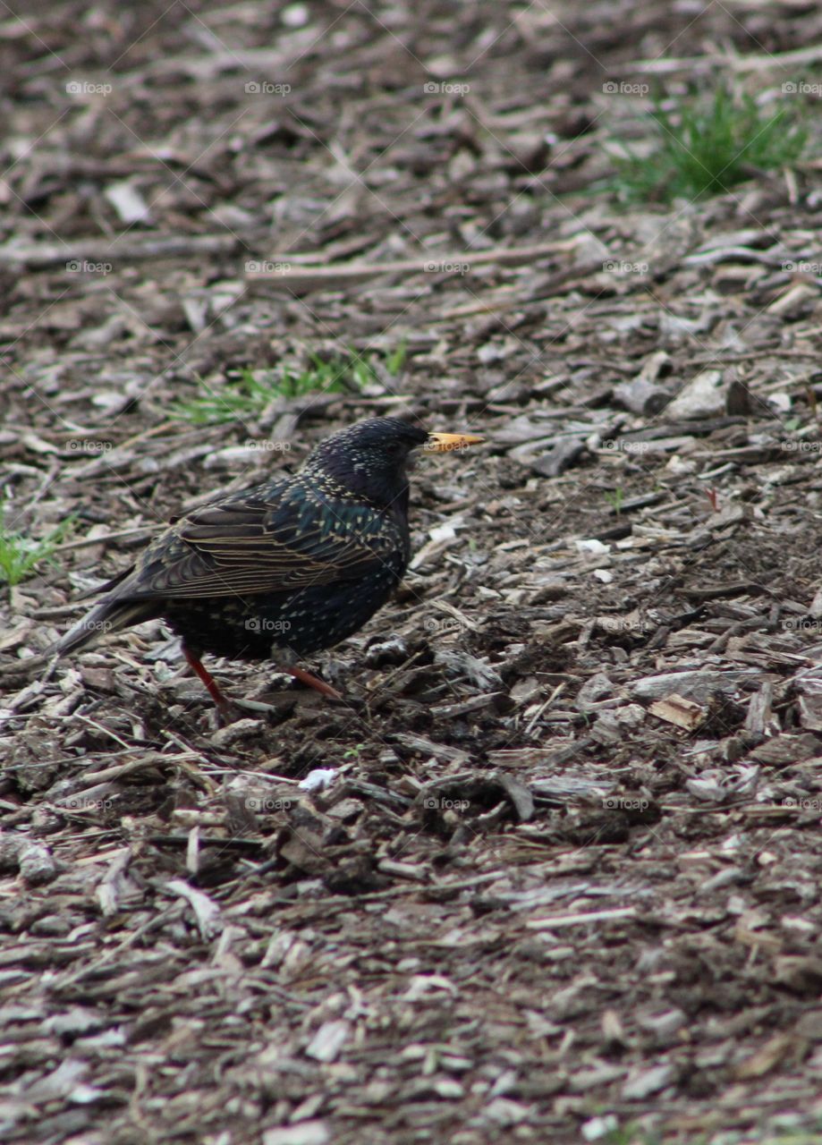 Common Starling on ground 
