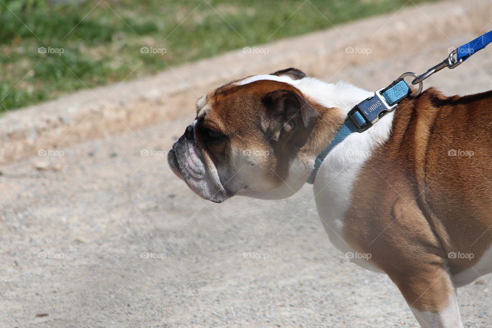 Bulldog in the park