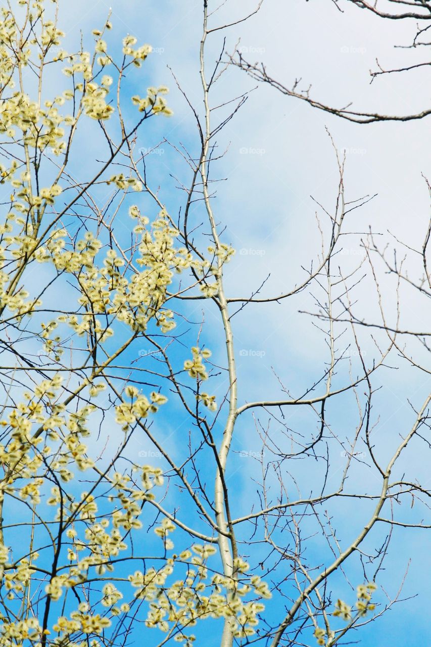Yellow and blue - those are the colors of spring. Look above your head and you'll see the beauty!