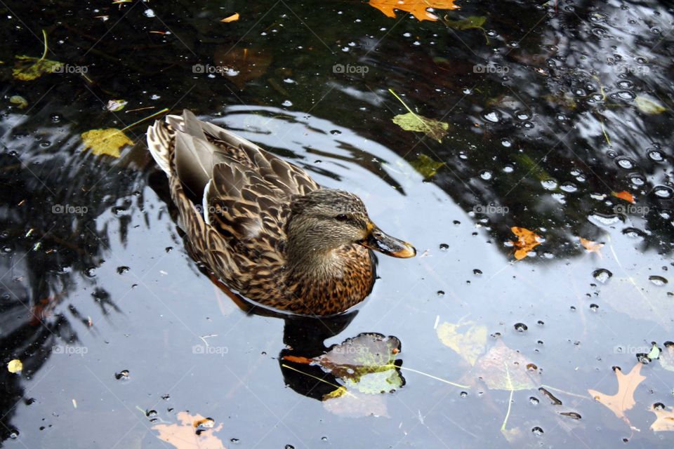 Wild duck in the pond