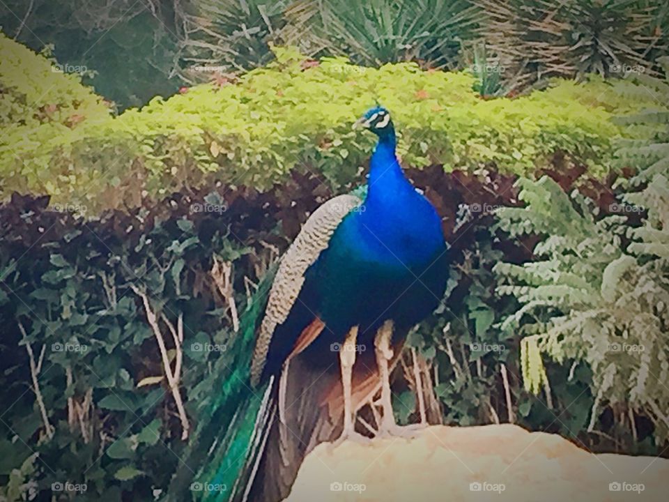 Peacock 