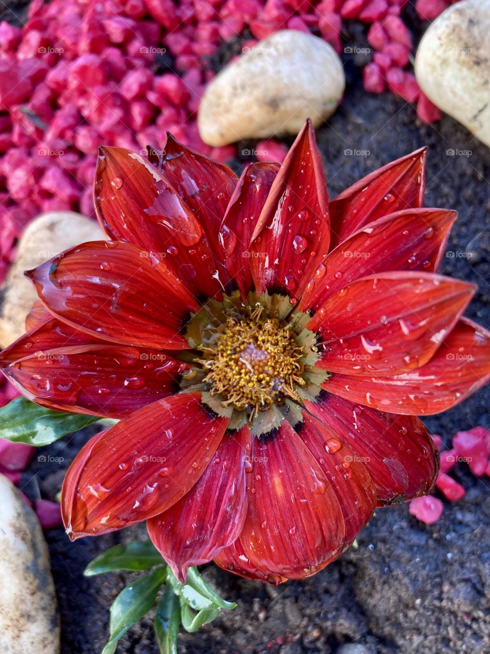 🇺🇸 These magenta flowers are called Ganzanias, they only open during the sunny day! Beautiful! / 🇧🇷 Essas flores magentas se chamam Ganzânias, é só abrem durante o dia de sol! Belíssimas!