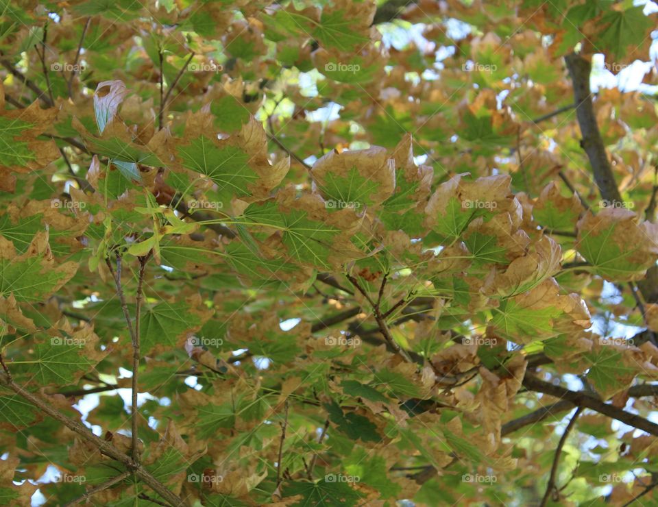 Leaf, Tree, Flora, Nature, Branch
