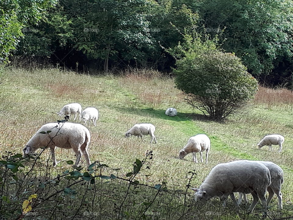 Sheep Grazing