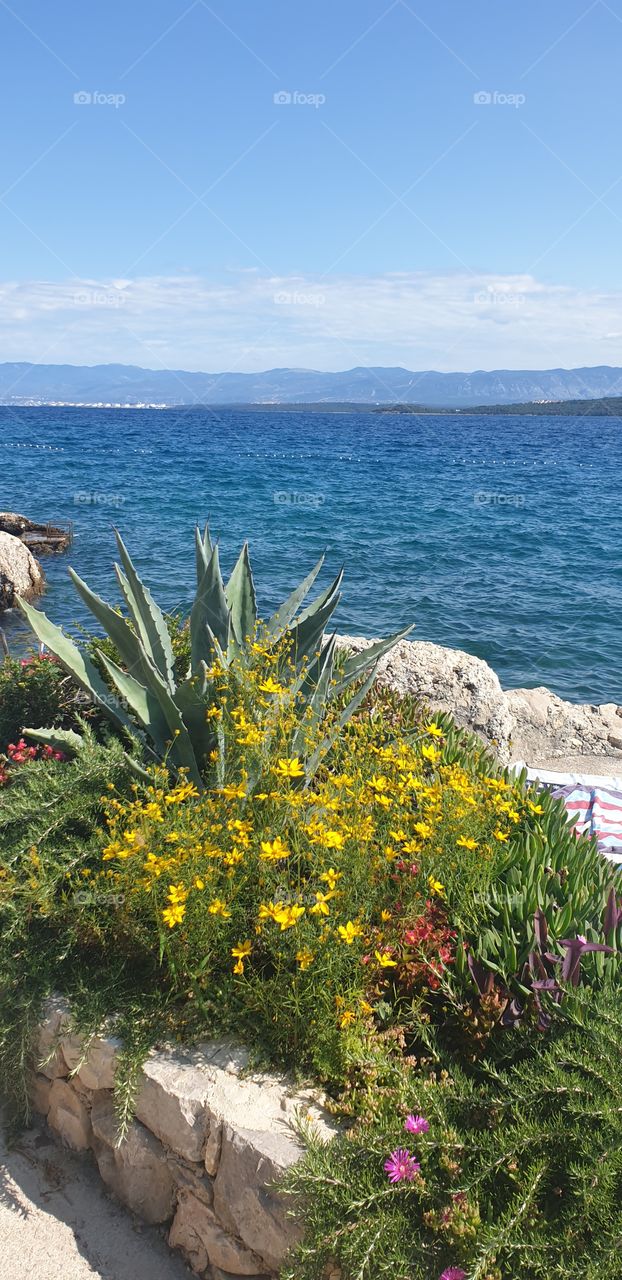 flowers, rocks and sea
