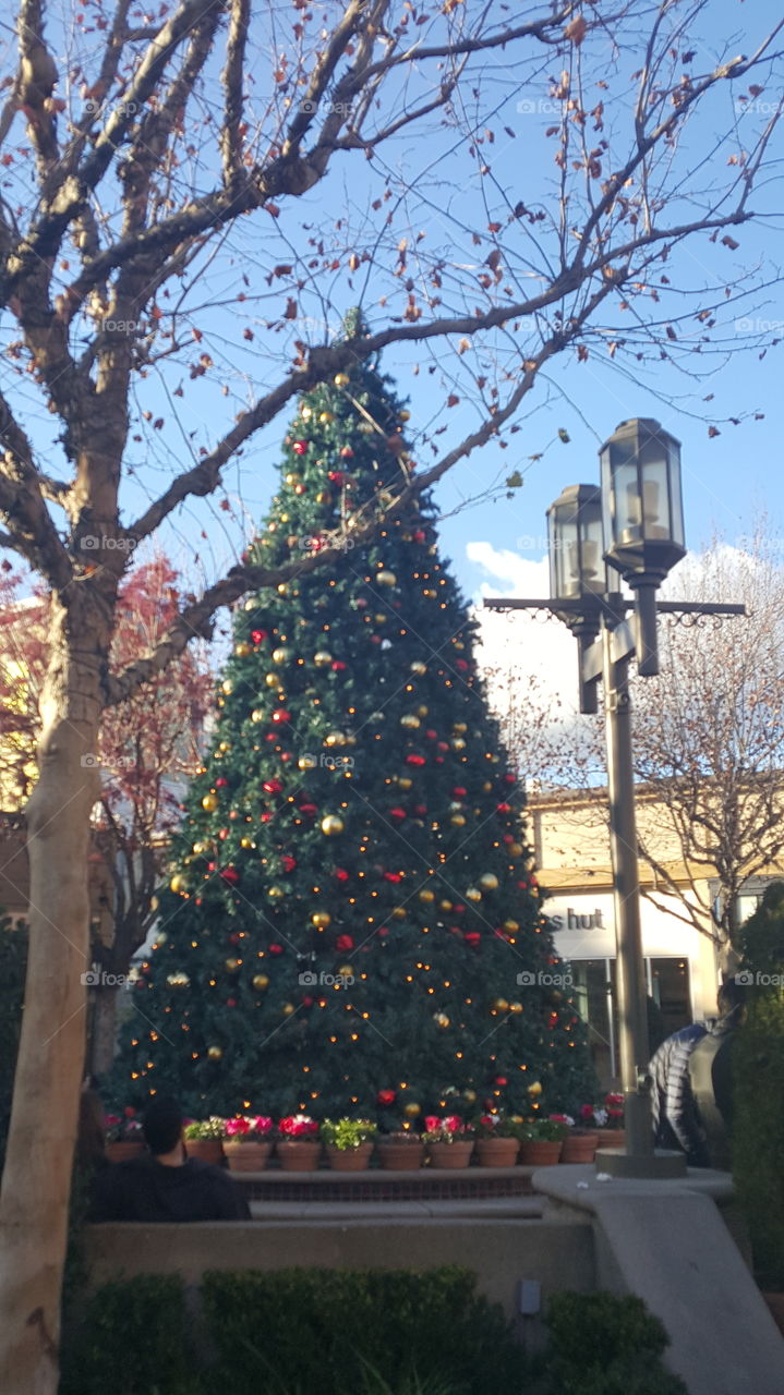 outdoor Christmas tree