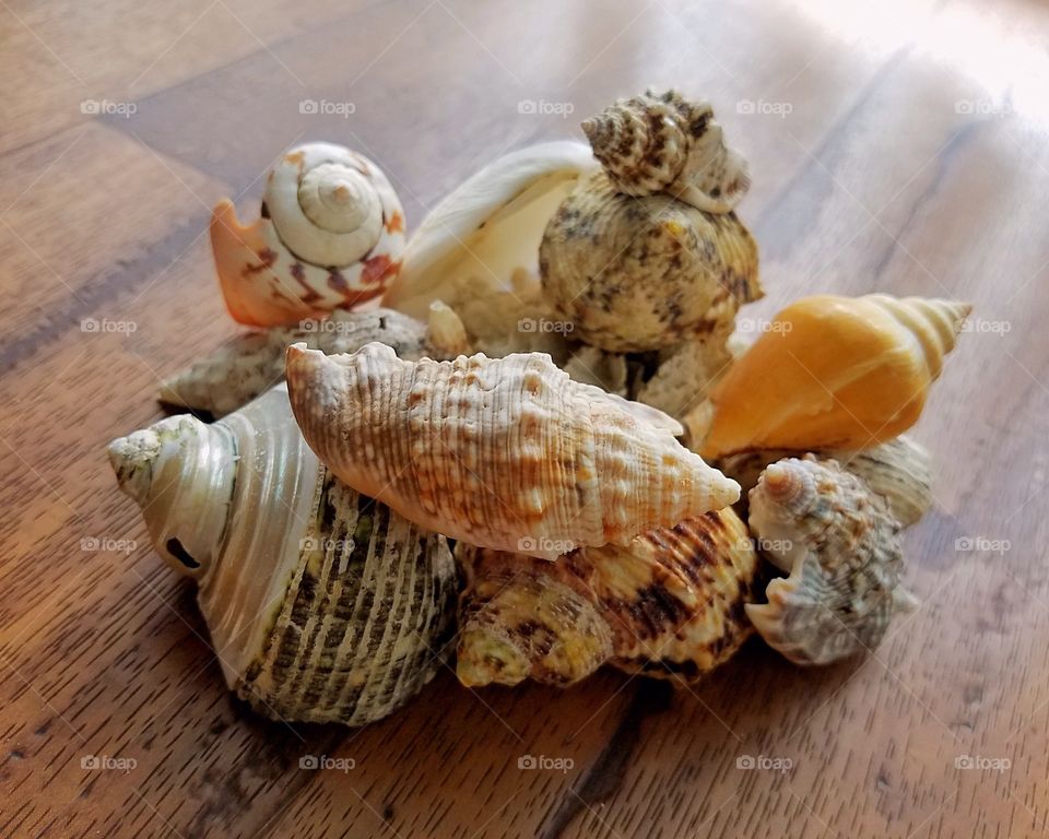 Seashells Grouped Front Focus