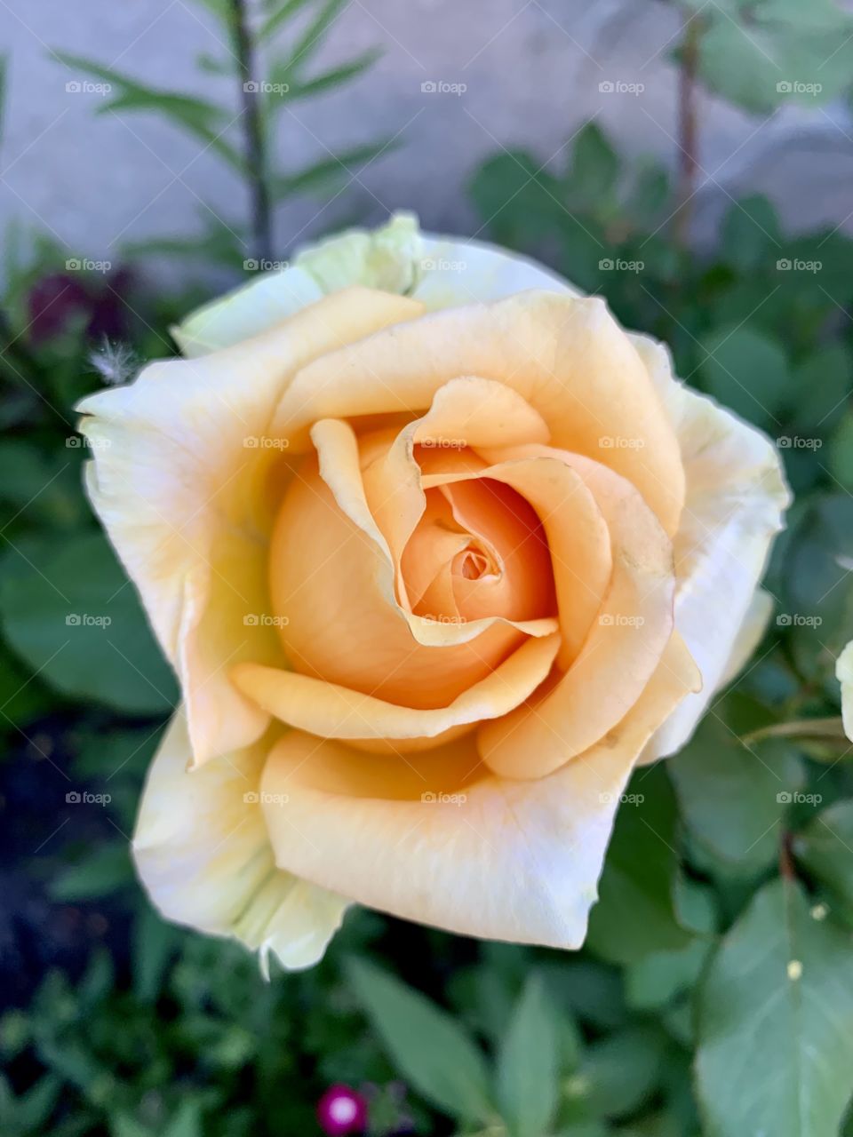Beautiful rose in my garden 