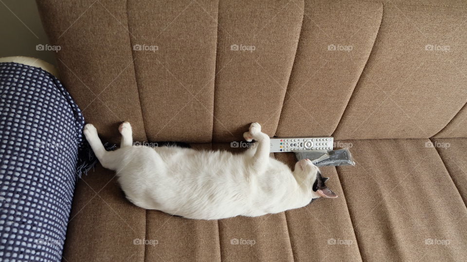 Tutu sleeps with TV remote