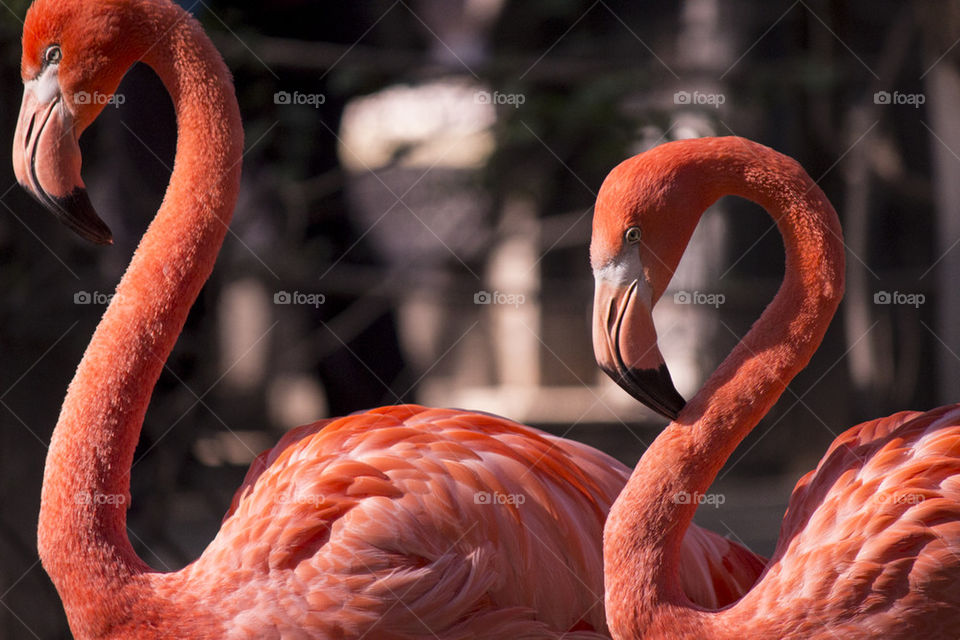resting pink flamingos