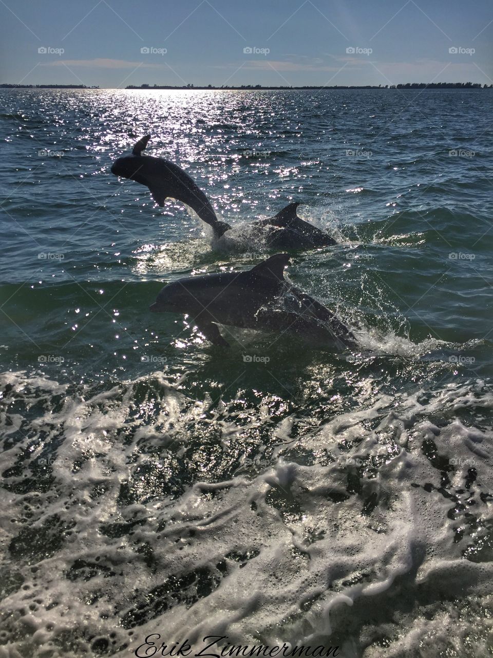 Dolphins playing 