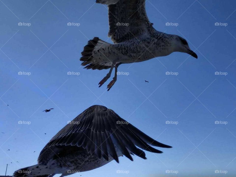 Beautiful flying of seagulls at essaouira city in Morocco.