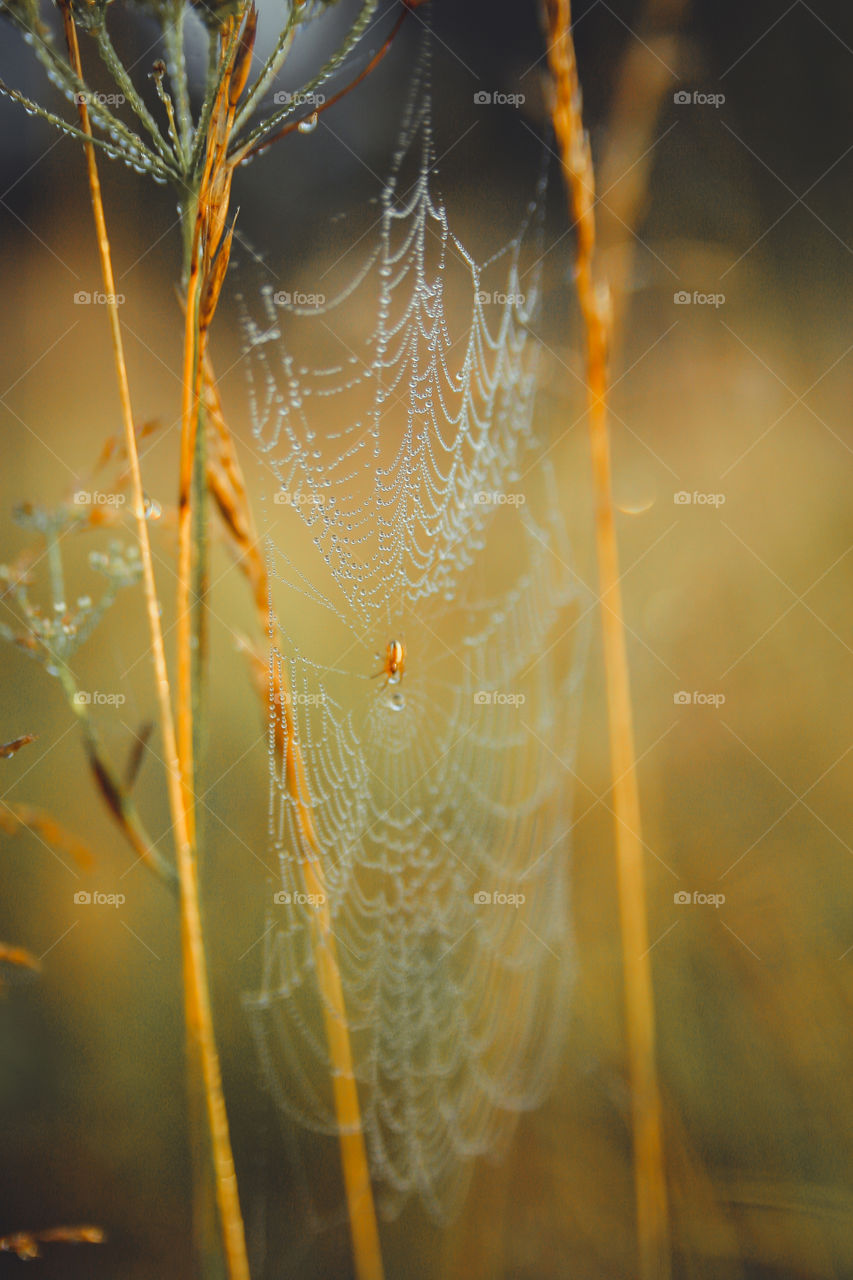 Spiderweb in misty morning 