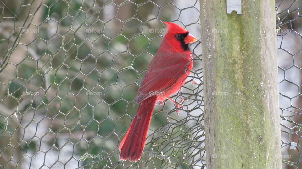 Cardinal in wire