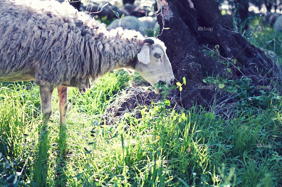 blue-eyed sheep