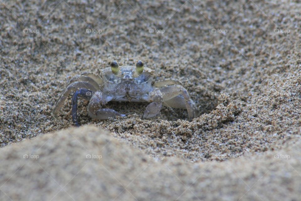 The smallest crab ever on the beach in Maui 