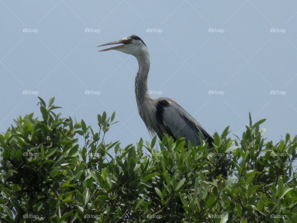 Great Blue Heron on tree