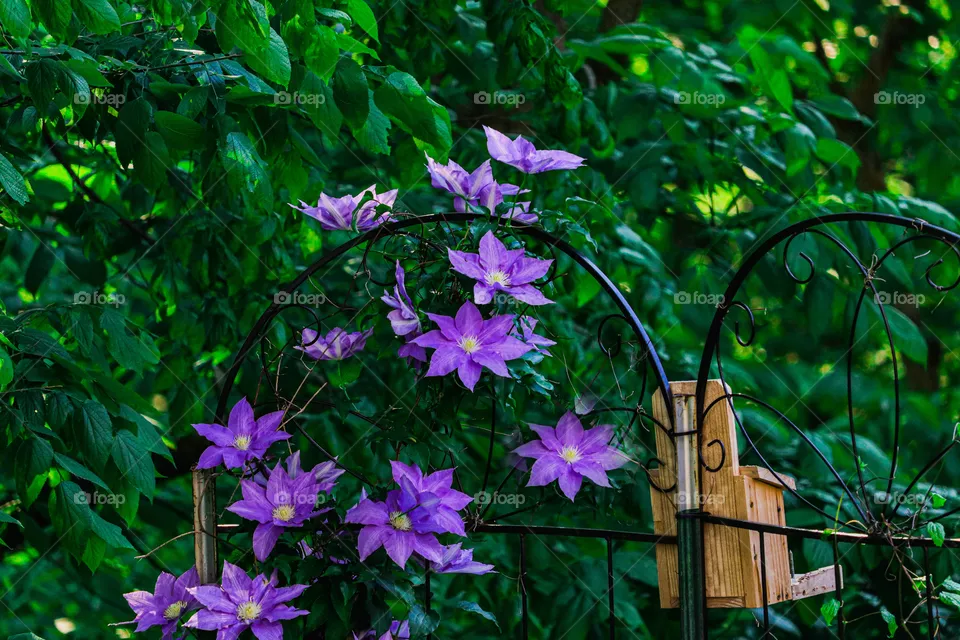 purple flowers