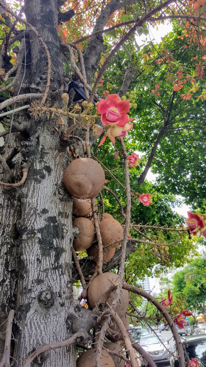 cannonball tree