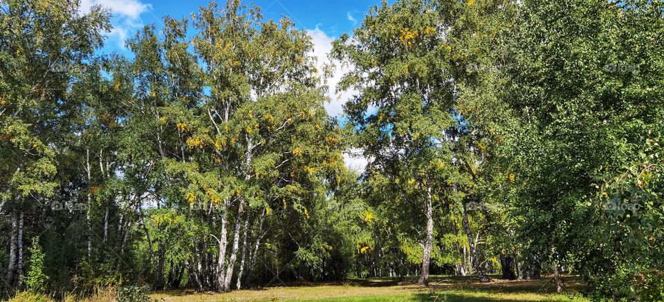 Birch forest