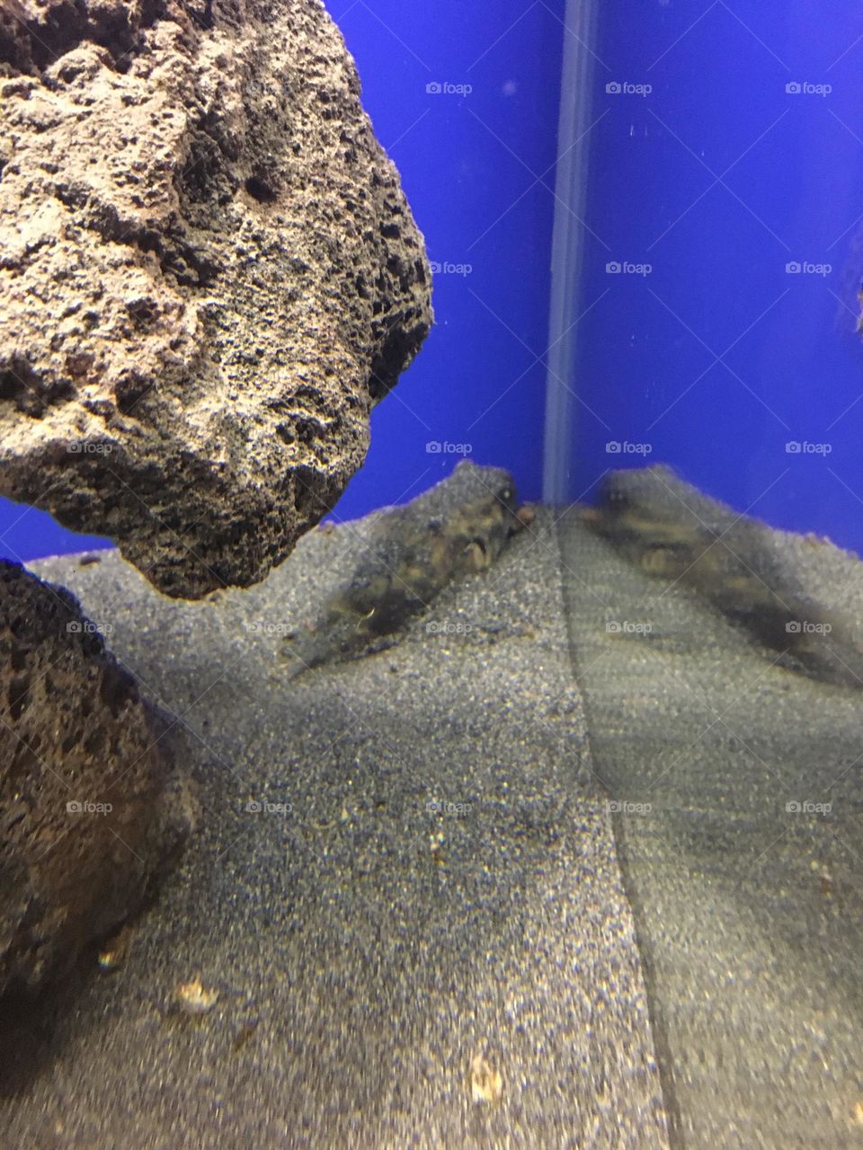 Fugu tetrapod fahaca