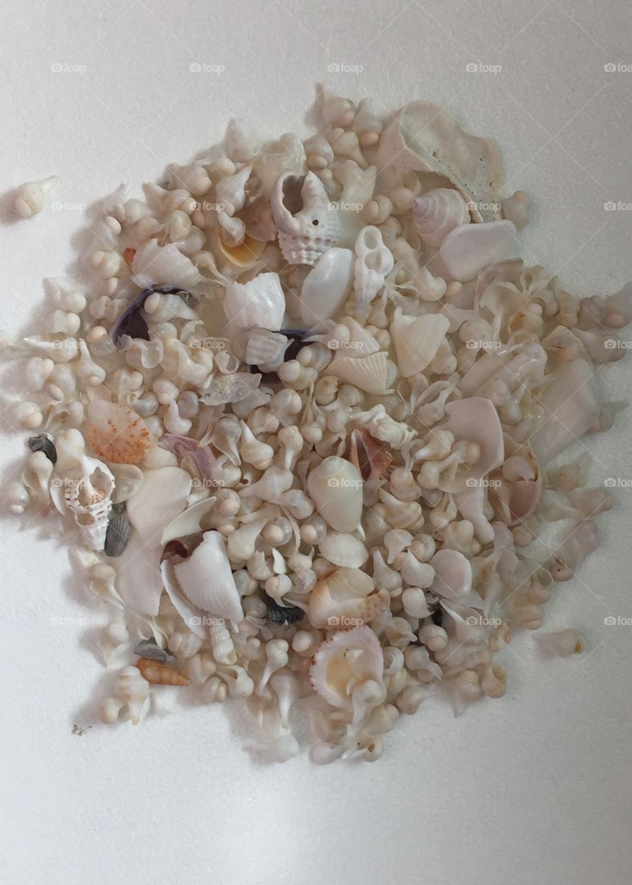 Baby seashells from. Mermaid purse, Sanibel Island