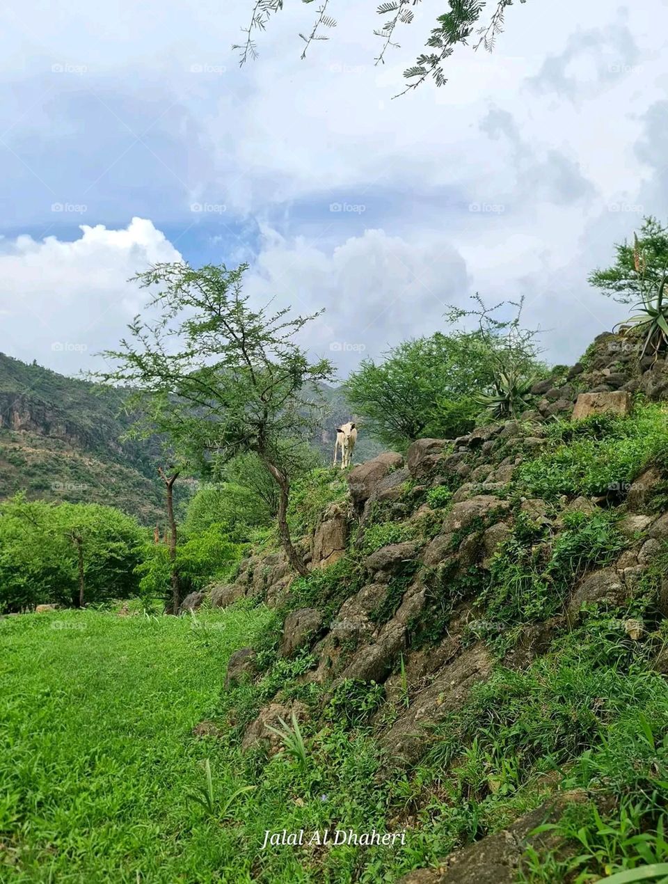 Glory be to God, the magnificent and picturesque view and the natural green trees are a view that is nothing more wonderful than it