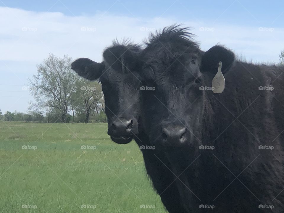 Hi there says the cows