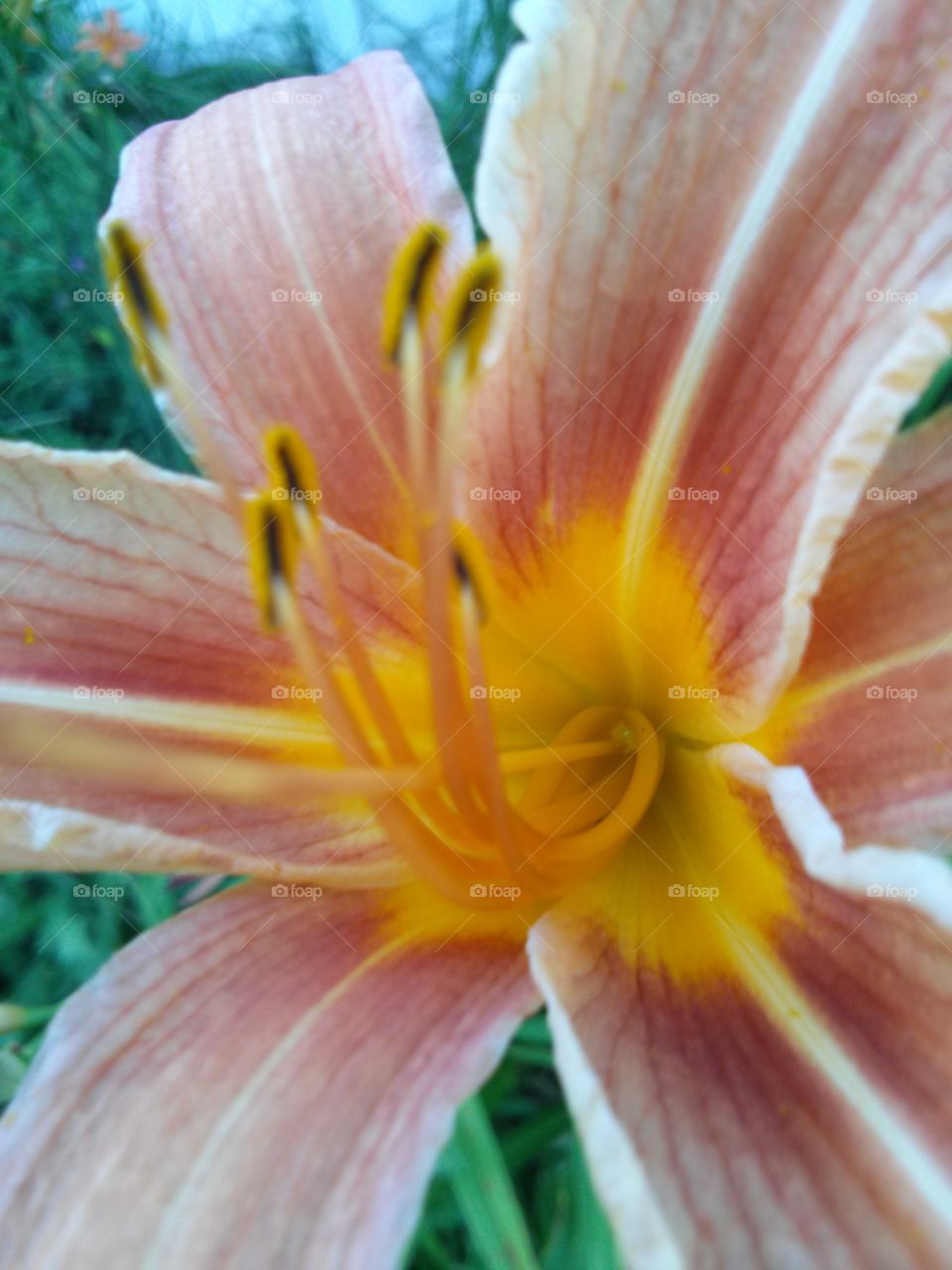 Flower. Lily
