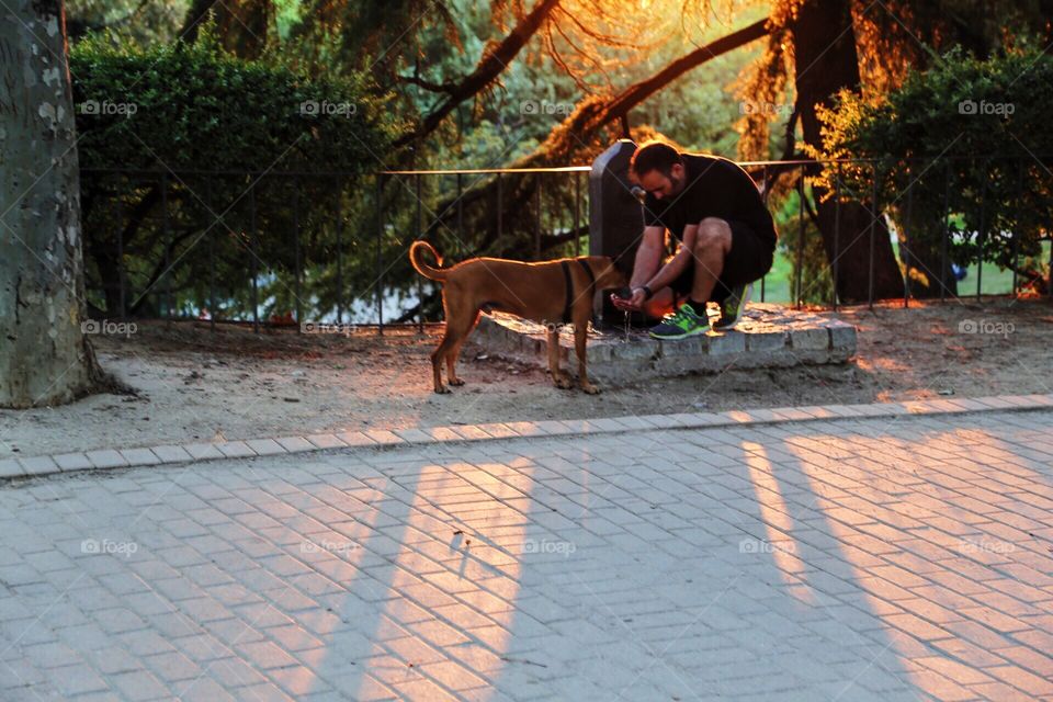 Dog drinking water in the park from a tap  in the sunset with its owner 