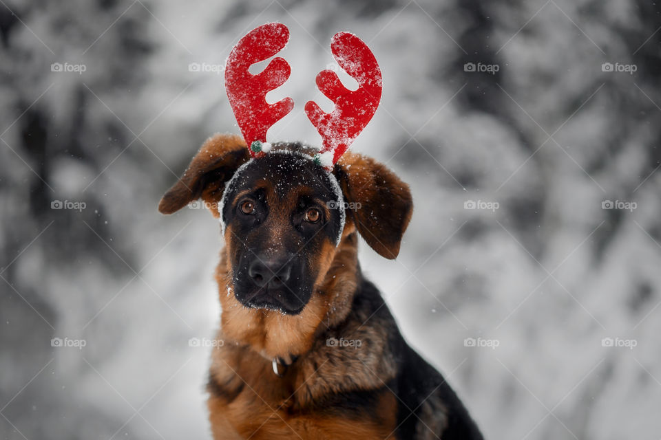 Outdoor portrait of German shepherd puppy in funny headband 