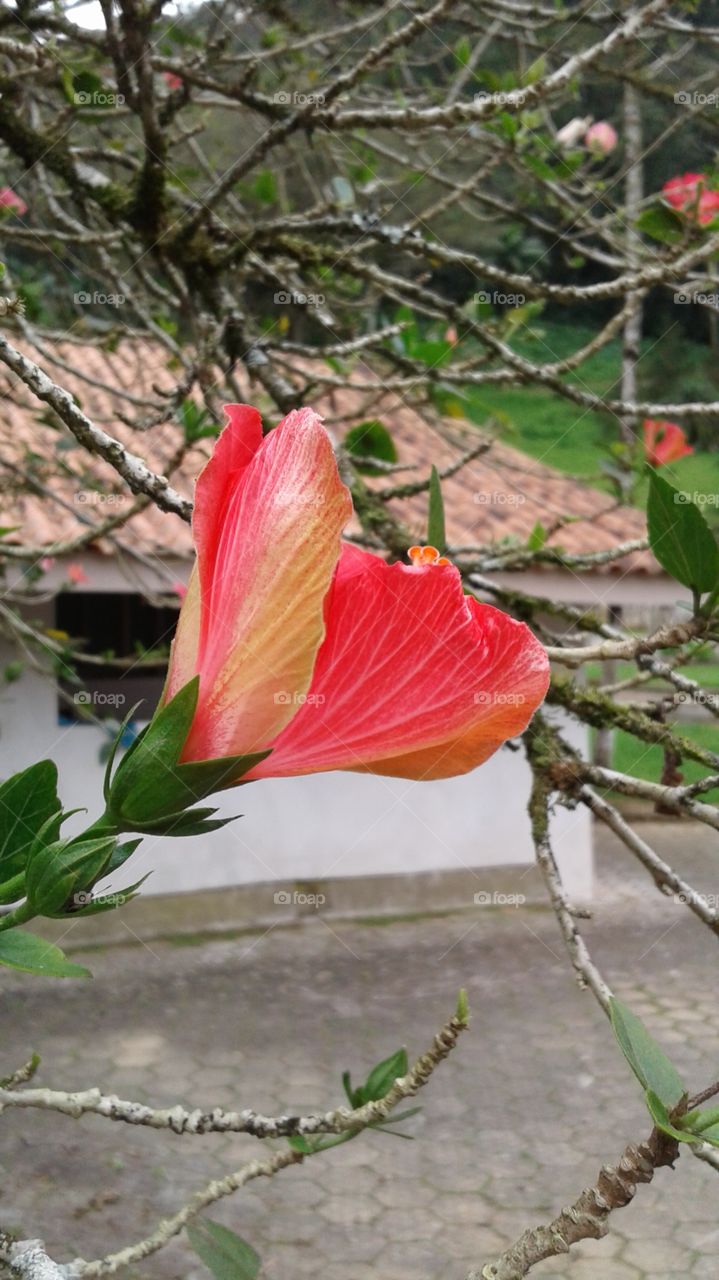 NATURAL NATURE ENVIRONMENT GARDEN FLOWER