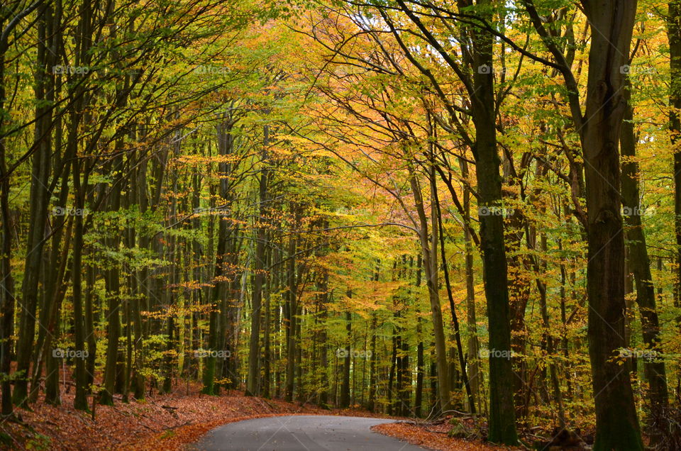 Magical forest