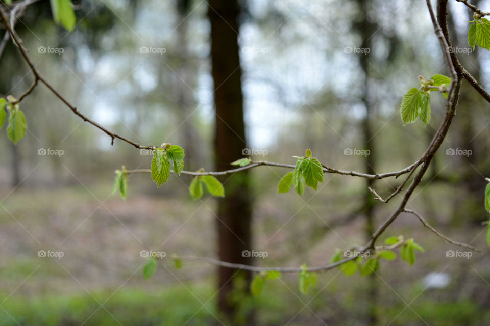Tree, Nature, Leaf, Branch, Flora
