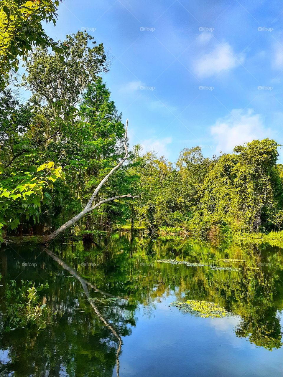 Landscape photo of Alice's Pond at Mead Botanical Gardens in Winter Park, Florida.