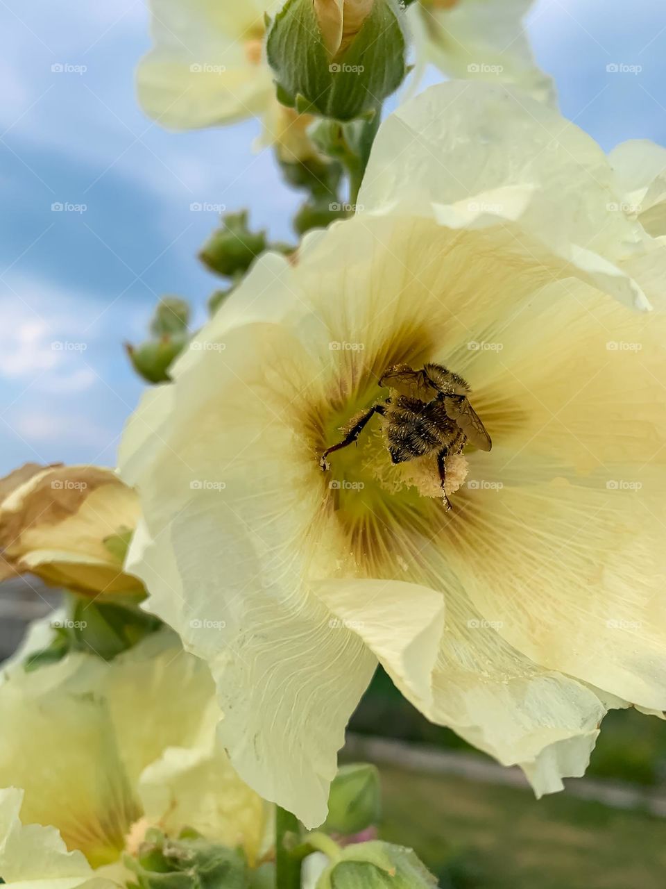 A bee on a yellow mallow flower. Nature background. Summer time of the year. Breeding bees at home. Beekeeping