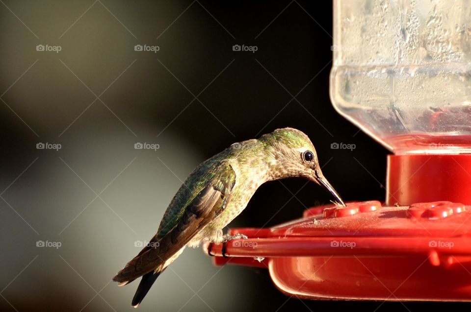 Feeding hummingbird