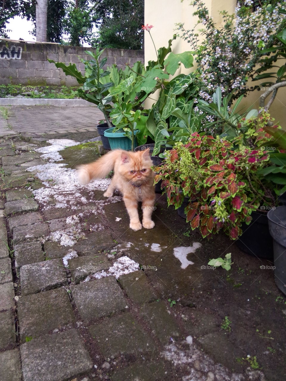 Angry cat near the potted plant