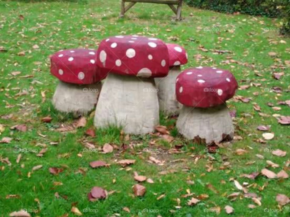 Fairy houses or Toadstools?